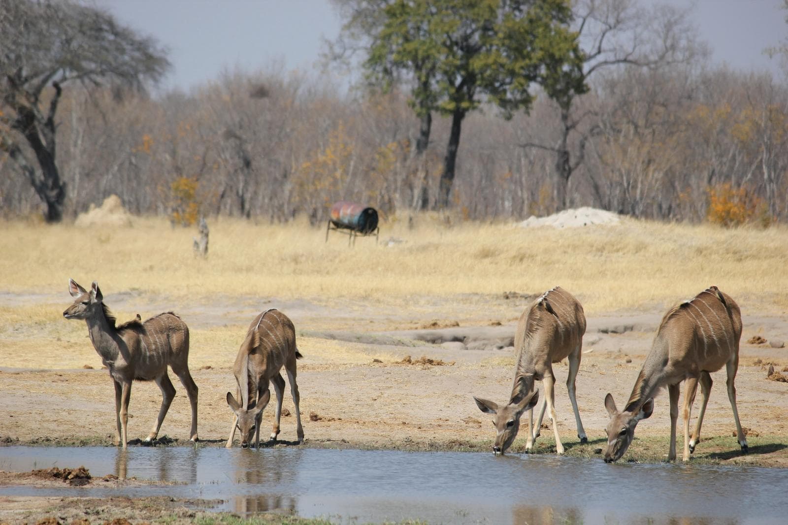 Hwange National Park - Home to Africa's largest elephant populations